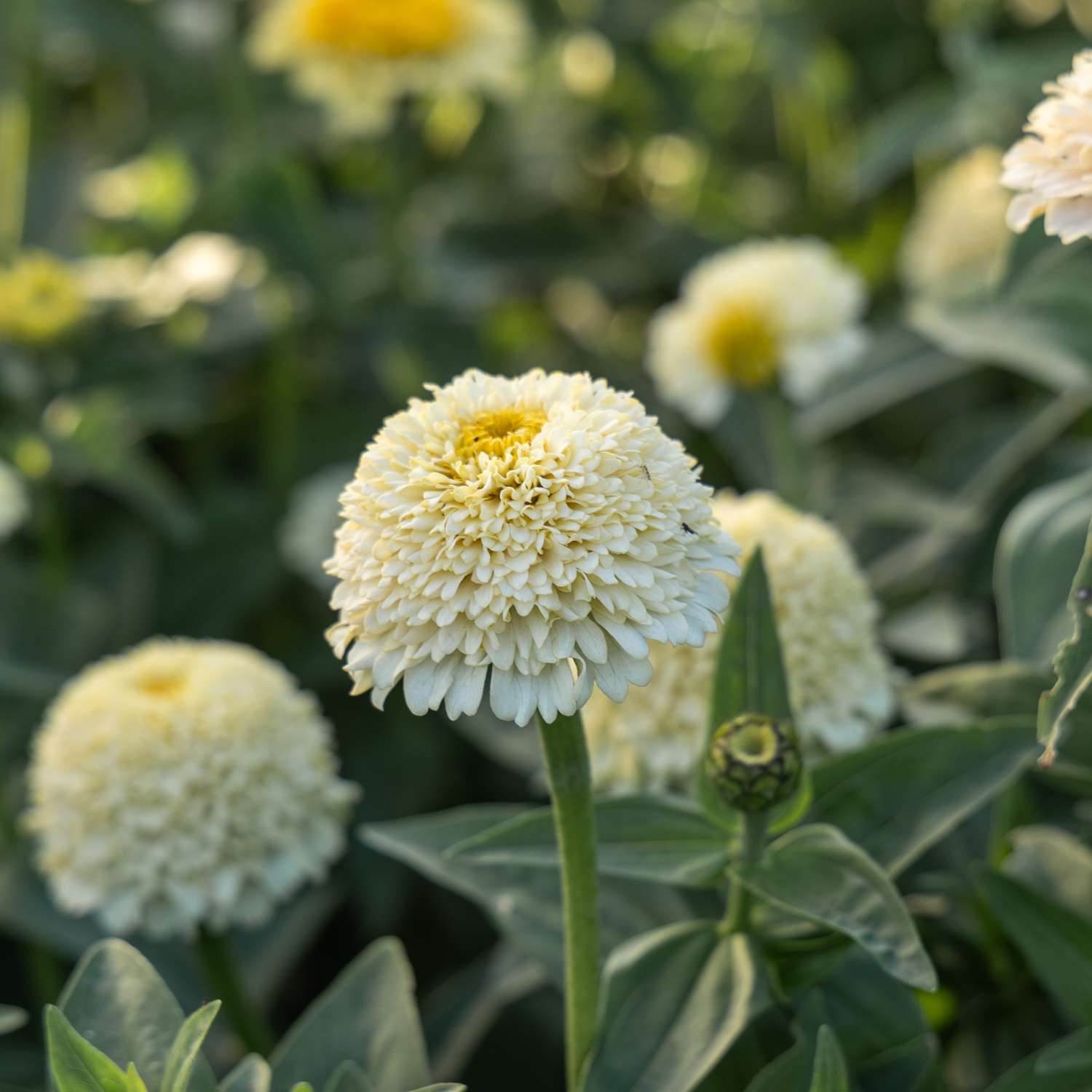 Zinnia 'Zinderella White' (graines)